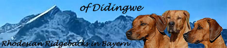 Ridgesetter Oz Design im Kennel of Didingwe