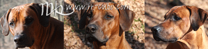 Cubo's and RR forum