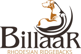 Billaar - Rhodesian Ridgeback puppies